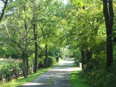 Tree-Lined Road 